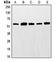 Anti-ETS1 (Phospho-T38) Antibody