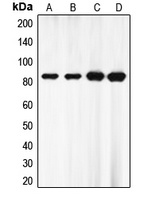 Anti-EZH1 Antibody