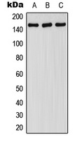Anti-FANCA (Phospho-S1149) Antibody
