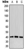 Anti-CD32b (Phospho-Y292) Antibody