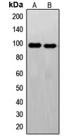 Anti-c-FER Antibody