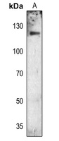 FGFR1 (phospho-Y654) antibody