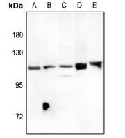 FOXM1 antibody