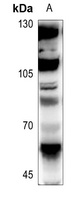 Anti-FLI1 Antibody