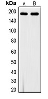 VEGFR1 (phospho-Y1213) antibody