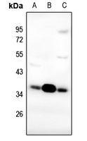 FOLR1 antibody