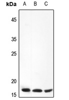 FOLR3 antibody