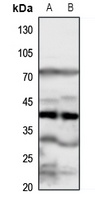 Anti-FPR1 Antibody