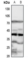 FPR1 antibody