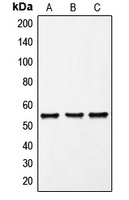Anti-FRK Antibody