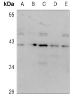 FUT3 antibody