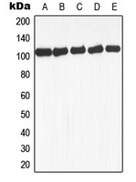 Anti-GAB1 (Phospho-Y659) Antibody