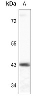 Anti-Connexin 43 Antibody