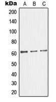 Anti-Glycerol Kinase 2 Antibody