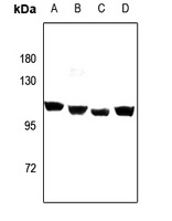 GPLD1 antibody