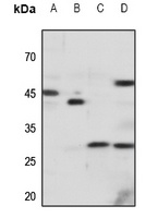 CXCR3 antibody