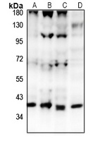 Anti-GPR15 Antibody