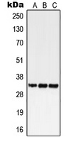 Anti-GPR18 Antibody