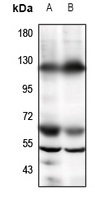 Anti-GPR19 Antibody