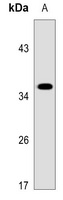 FFAR3 antibody