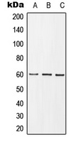 Anti-GRB10 (Phospho-Y67) Antibody