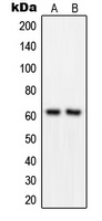 GRB14 antibody