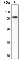 Anti-mGLUR2 Antibody