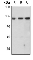 Anti-mGLUR7 Antibody