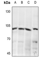 Anti-mGLUR8 Antibody