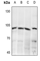 GRM8 antibody