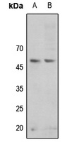 GSK3A (phospho-S21) antibody