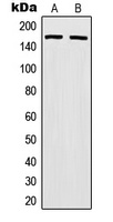 Anti-MSH6 Antibody