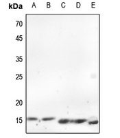 Anti-Histone H2A.X Antibody