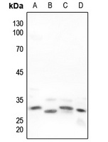 NRG1 antibody