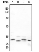 Anti-Neuregulin SMDF Antibody