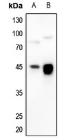 HLA-G antibody