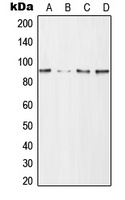 Anti-CD168 Antibody