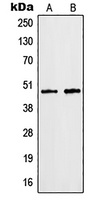 Anti-hnRNP F Antibody