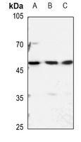 Anti-hnRNP H Antibody