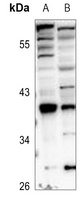 HOXA1 antibody