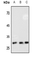 HOXB7 antibody