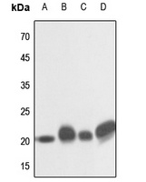 NRAS antibody