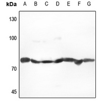 HSPA5 antibody