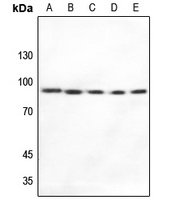 Anti-HSP90 alpha Antibody