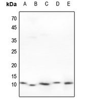 Anti-HSPE1 Antibody