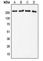 Anti-Tenascin C Antibody