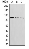 Anti-CD54 (Phospho-Y512) Antibody