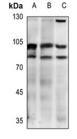 Anti-CD54 Antibody