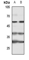 IK antibody