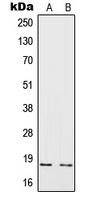 IL4 antibody